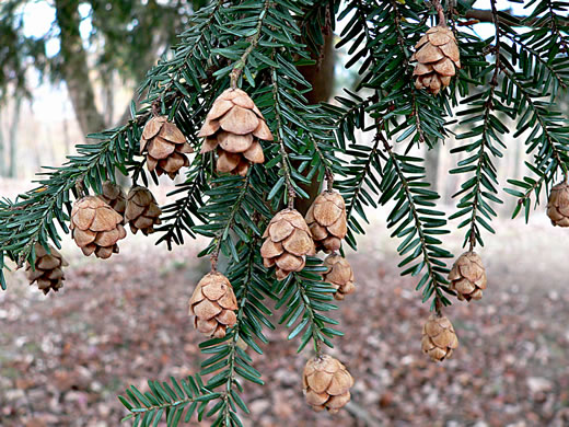image of Tsuga canadensis, Eastern Hemlock, Canada Hemlock, Spruce Pine, Hemlock Spruce