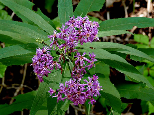 image of Vernonia flaccidifolia, Tennessee Ironweed