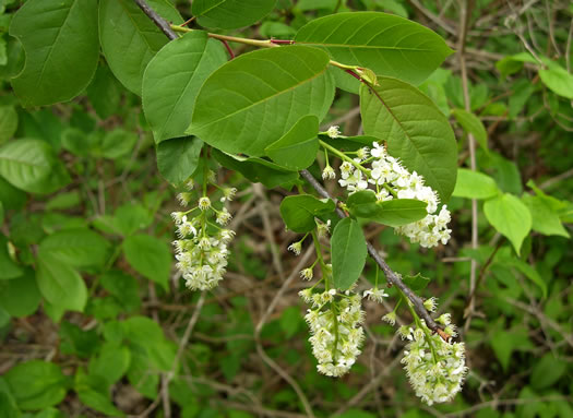 image of Prunus virginiana var. virginiana, Choke Cherry, Common Chokecherry