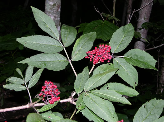 image of Sambucus racemosa var. pubens, Eastern Red Elderberry, Red-berried Elder