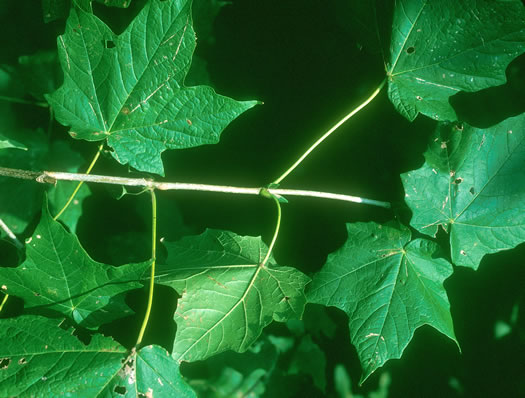 image of Acer nigrum, Black Maple