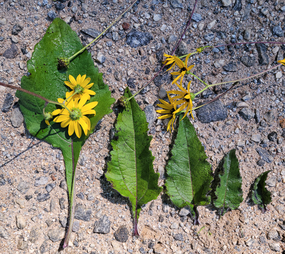 image of Helianthus atrorubens, Purple-disk Sunflower, Hairy Wood Sunflower, Appalachian Sunflower