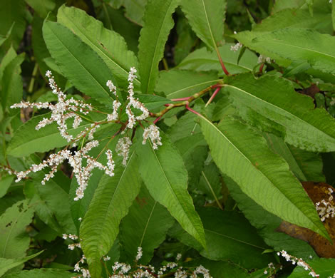 image of Koenigia polystachya, Himalayan Knotweed, Kashmir Plume, cultivated knotweed