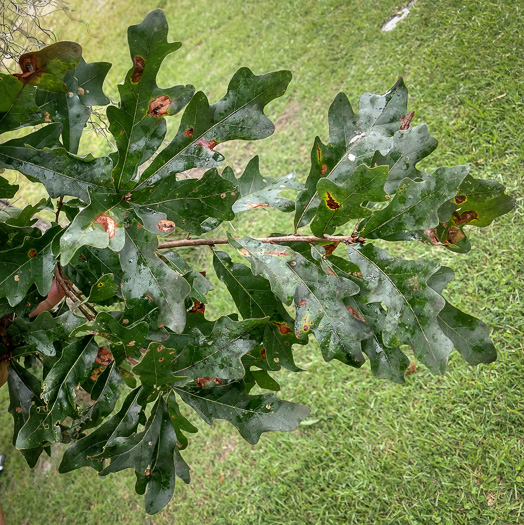 image of Quercus austrina, Bluff Oak, Bastard Oak