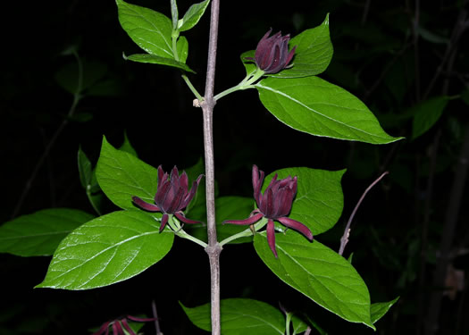 image of Calycanthus floridus, Sweetshrub, Carolina Allspice, Strawberry-shrub