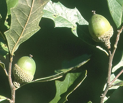 image of Quercus minima, Dwarf Live Oak