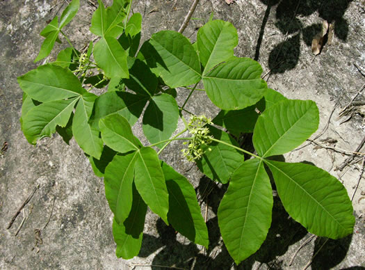 image of Ptelea trifoliata, Wafer-ash, Hoptree