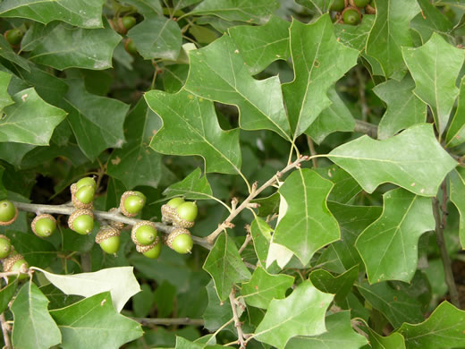 image of Quercus ilicifolia, Bear Oak, Scrub Oak