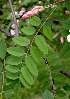 image of Robinia viscosa, Clammy Locust