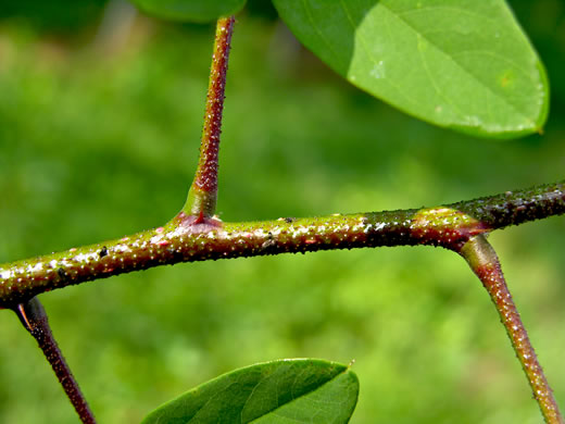 image of Robinia viscosa, Clammy Locust