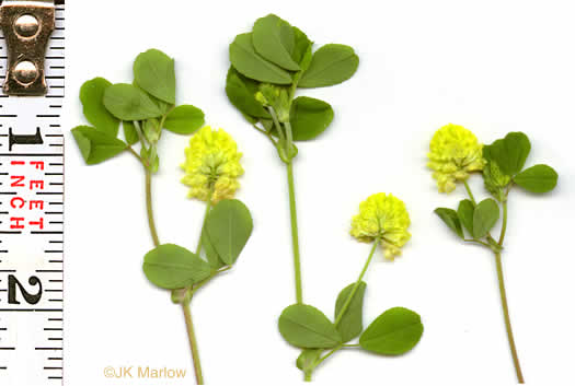 image of Trifolium campestre, Hop Clover, Low Hop Clover, Field Clover