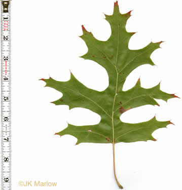 Quercus coccinea, Scarlet Oak