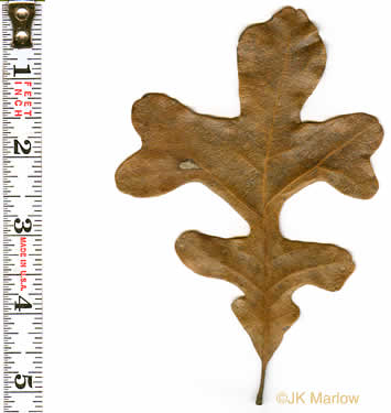 image of Quercus stellata, Post Oak