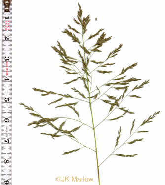 image of Eragrostis curvula, Weeping Lovegrass