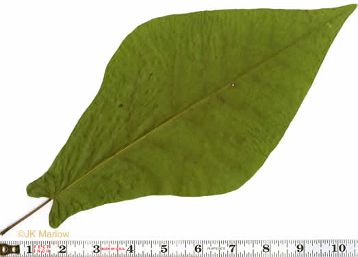 Fraser magnolia (Magnolia fraseri)