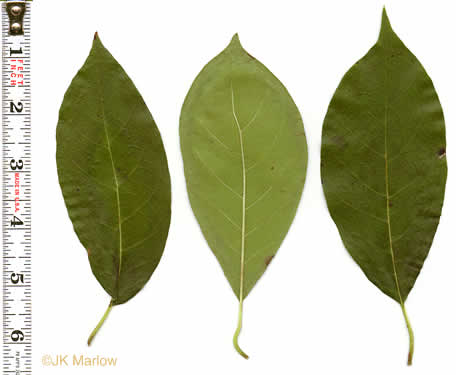 image of Nyssa sylvatica, Blackgum, Black Tupelo, Sour Gum