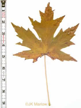 image of Acer saccharinum, Silver Maple, Soft Maple