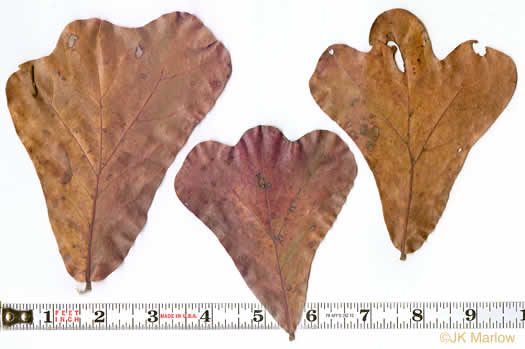 image of Quercus marilandica var. marilandica, Blackjack Oak