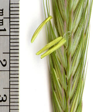 Secale cereale, Cereal Rye, Cultivated Rye