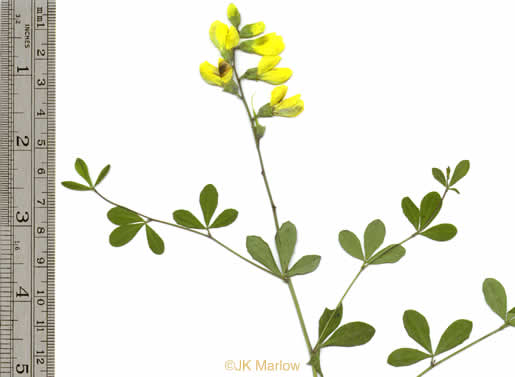 Baptisia tinctoria, Horsefly Weed, Yellow Wild Indigo, Yellow False-indigo, Rattleweed