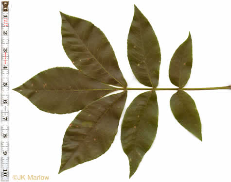 image of Carya tomentosa, Mockernut Hickory, White Hickory