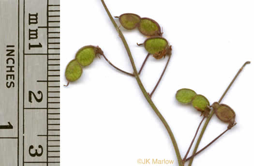 Desmodium ciliare, Hairy Small-leaf Tick-trefoil, Littleleaf Tick-trefoil