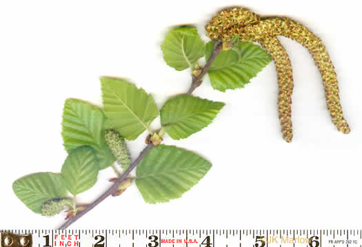 image of Betula nigra, River Birch, Red Birch