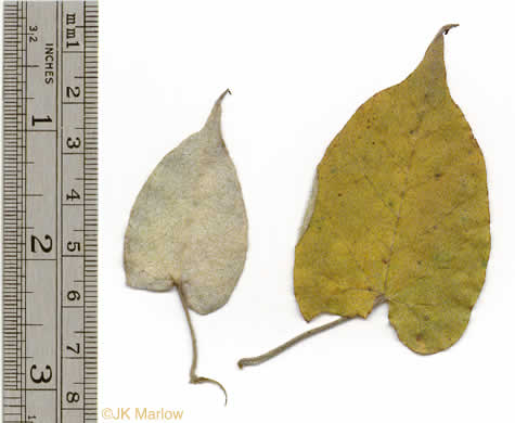 image of Convolvulus sericatus, Blue Ridge Bindweed, Silky Bindweed, Downy False Bindweed