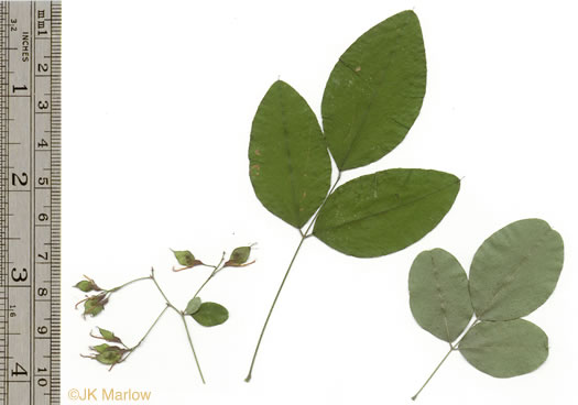 image of Lespedeza bicolor, Bicolor Lespedeza, Bicolor, Shrubby Lespedeza