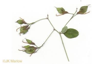 image of Lespedeza bicolor, Bicolor Lespedeza, Bicolor, Shrubby Lespedeza