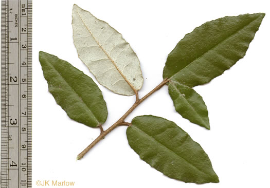 Elaeagnus pungens, Thorny Olive, Autumn Siverberry, Silverthorn, Thorny Elaeagnus