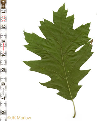 Quercus rubra +, Northern Red Oak, Red Oak