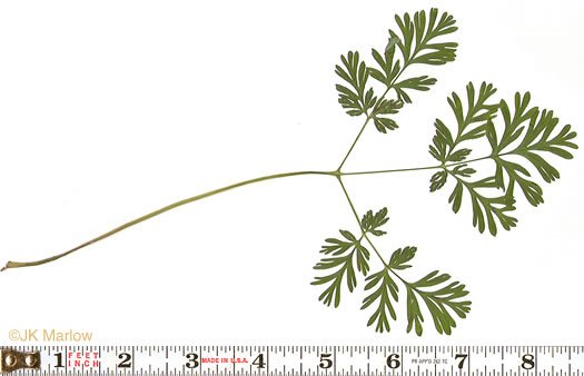 image of Dicentra cucullaria, Dutchman's Britches