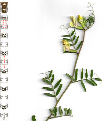 Vicia grandiflora, Bigflower Vetch, Large Yellow Vetch