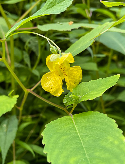 Impatiens pallida, Pale Jewelweed, Pale Touch-me-not, Yellow Jewelweed, Yellow Touch-me-not