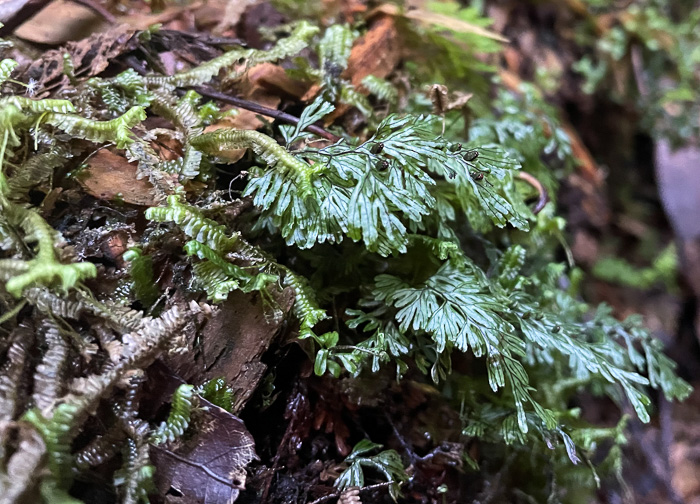 Hymenophyllum tunbrigense, Tunbridge Filmy-fern, Tunbridge Fern