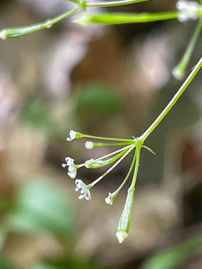 image of Osmorhiza claytonii, Bland Sweet Cicely, Hairy Sweet Cicely