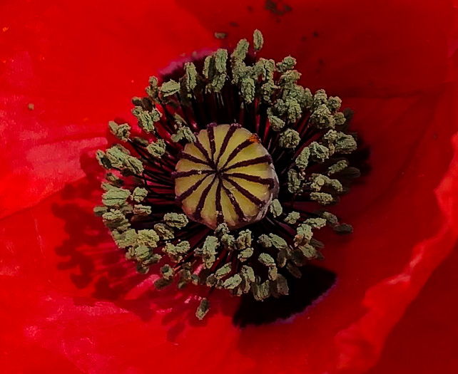 image of Papaver rhoeas, Corn Poppy, Field Poppy, Red Poppy, Flanders Poppy