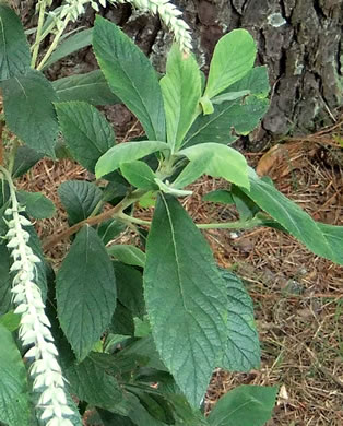 Clethra tomentosa, Downy Sweet-pepperbush, Downy White-alder