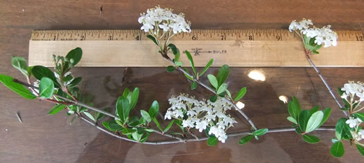 image of Viburnum obovatum, Small-leaf Virburnum, Walter's Viburnum