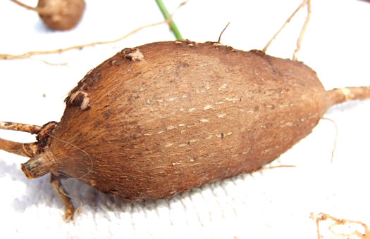 image of Apios americana, American Groundnut
