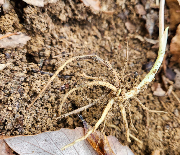 image of Uvularia puberula, Mountain Bellwort, Appalachian Bellwort, Carolina Bellwort, Coastal Bellwort