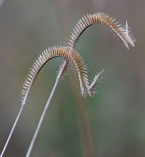 image of Ctenium aromaticum, Toothache Grass, Orange Grass, Wild Ginger