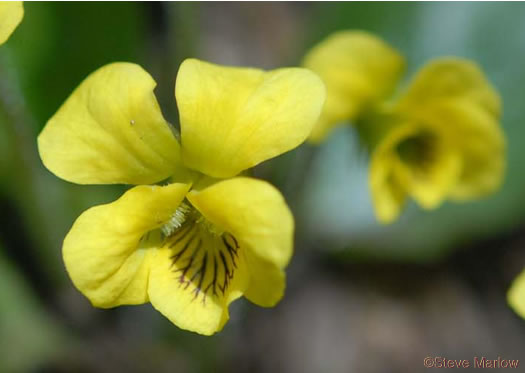 Viola rotundifolia, Roundleaf Yellow Violet, Early Yellow Violet