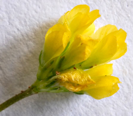 image of Trifolium dubium, Least Hop Clover, Low Hop Clover, Suckling Clover, Little Hop Clover