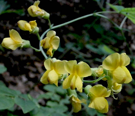 image of Thermopsis fraxinifolia, Ashleaf Golden-banner