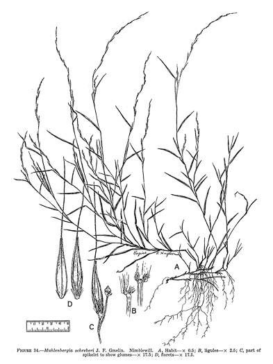 drawing of Muhlenbergia schreberi, Nimblewill