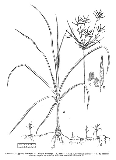 drawing of Cyperus rotundus, Purple Nutsedge, Nutgrass, Cocograss