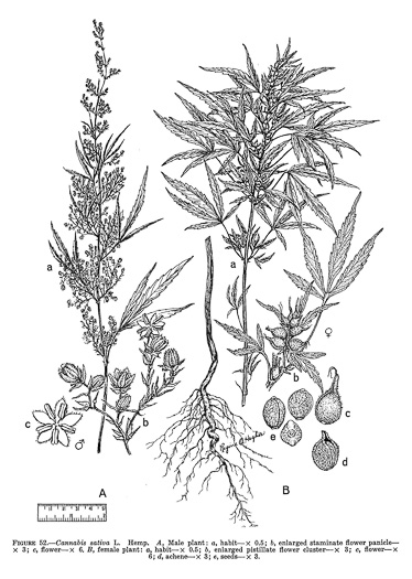 drawing of Cannabis sativa, Marijuana, Hemp