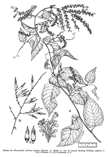 drawing of Brunnichia ovata, Buckwheat-vine, Eardrop-vine, Ladies'-eardrops, Redvine